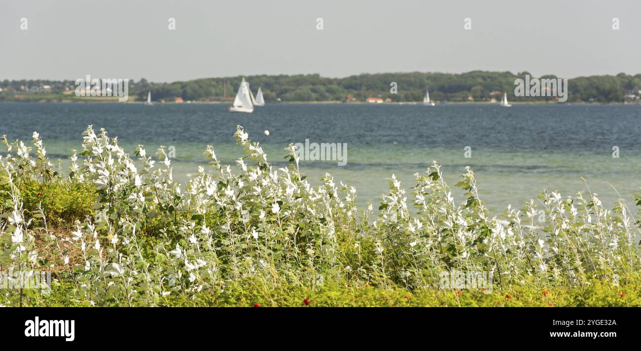 Tipica vegetazione costiera del Mar Baltico (Flensburger Foerde) con barche a vela sullo sfondo Foto Stock