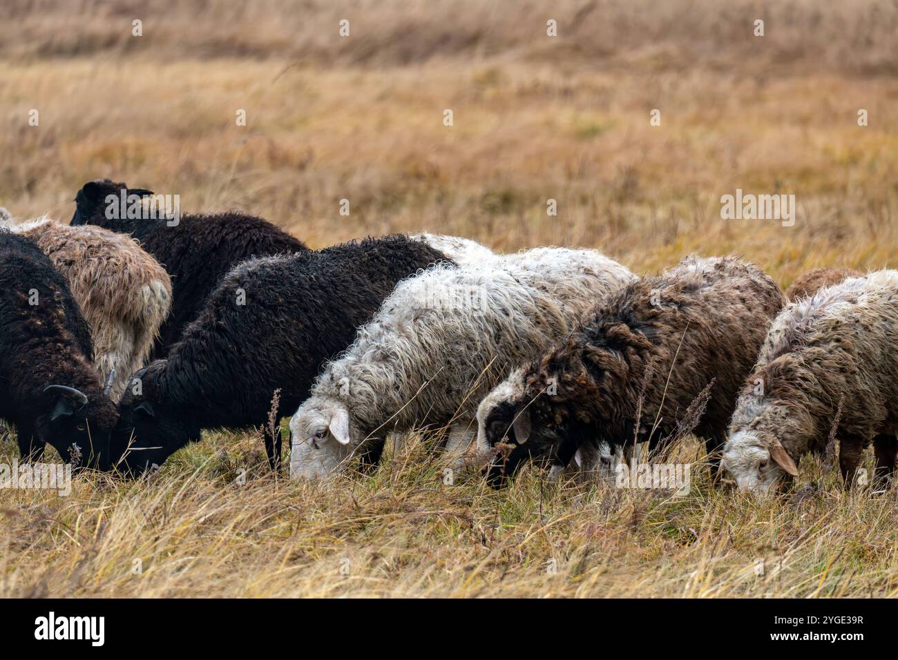 Pecore brune che mangiano erba nel campo, pecore pascolano sui prati verdi aperti, pecore pascolano in un pascolo verde, concetto di fattoria ecologica. un gregge di pecore Foto Stock