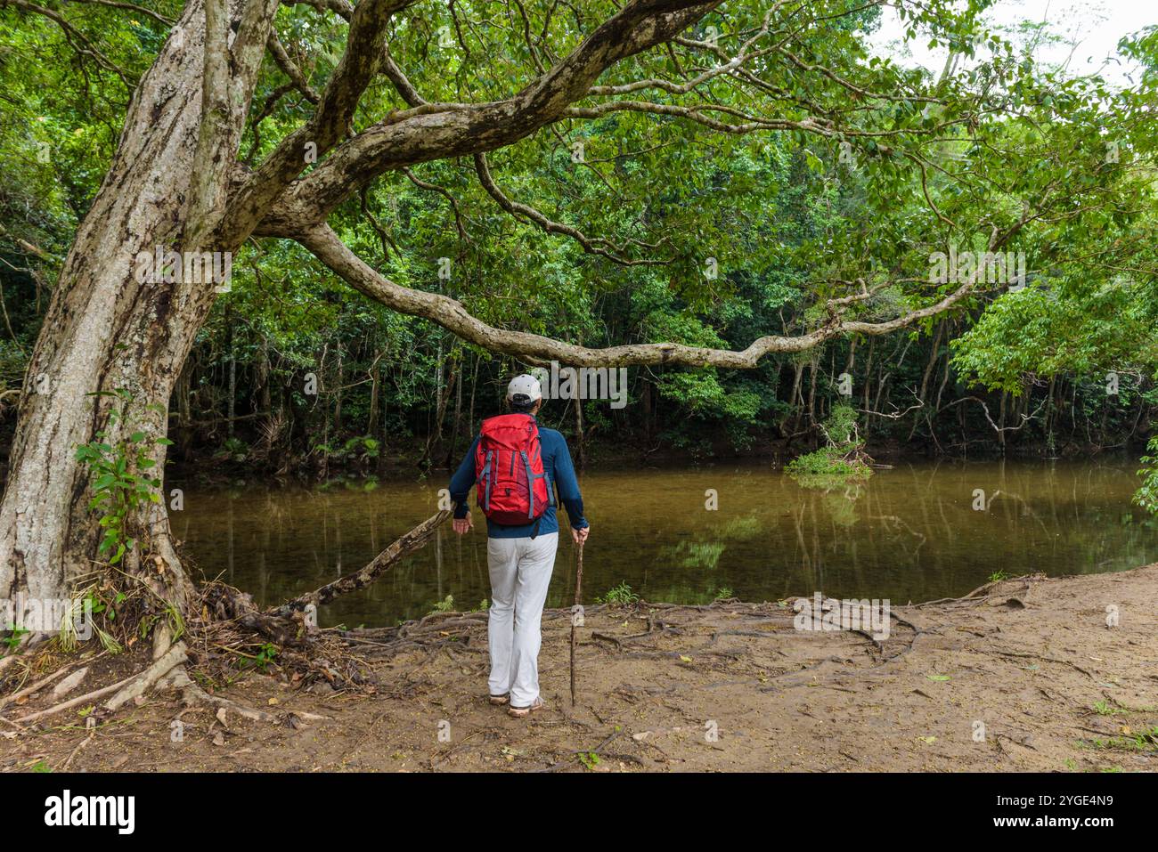 Una vista di un ecotourist maschio con uno zaino rosso che si trova accanto a un torrente d'acqua dolce in un ambiente tropicale della foresta pluviale nel lontano Queensland del Nord. Foto Stock