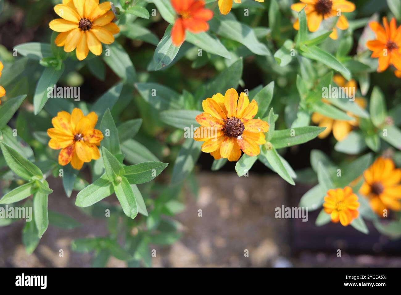 Un'immagine vibrante di fiori arancioni con foglie verdi in un giardino. I fiori mostrano alcune macchie sui petali, aggiungendo un tocco di fascino rustico. Foto Stock