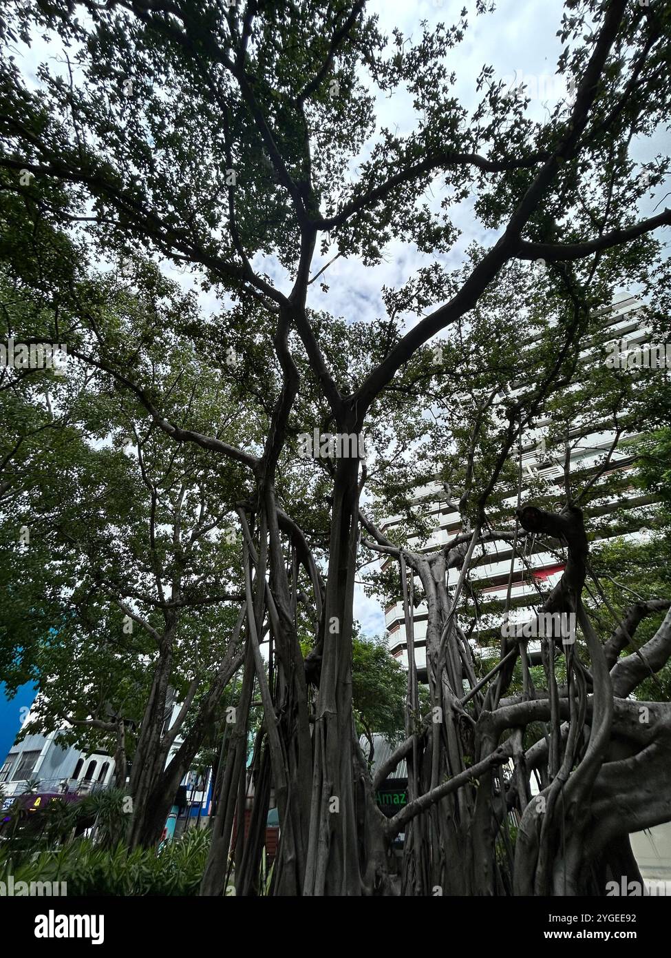 Giungla urbana: Maestosi alberi di Banyan in mezzo al paesaggio urbano Foto Stock