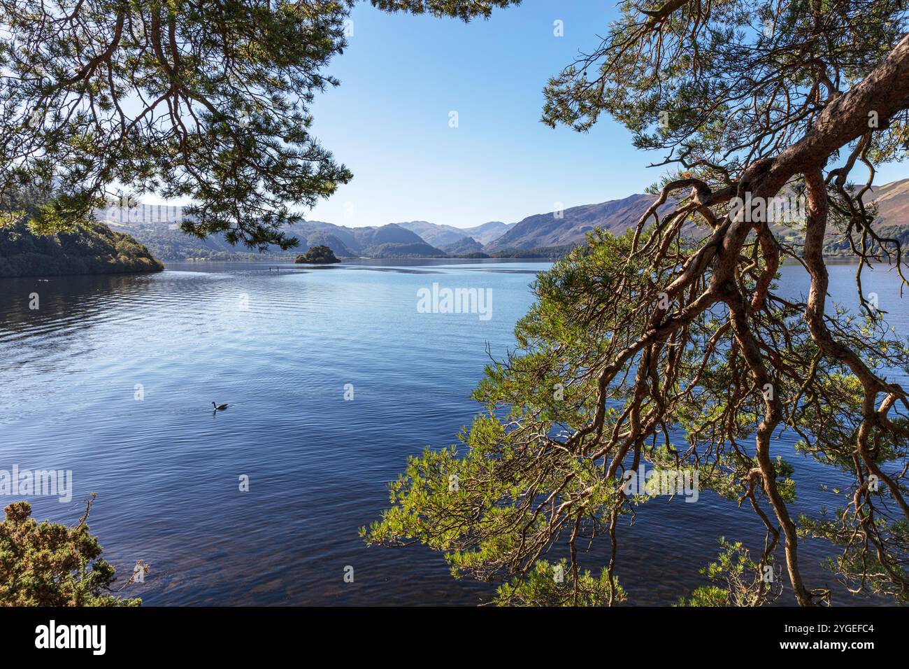 Derwentwater, derwent water, Keswick, Cumbria, Regno Unito, Inghilterra, Cumbrian Lakes, Cumbrian Lake, Lake Derwentwater, Derwentwater Lake, lago, laghi, Cumbria Foto Stock