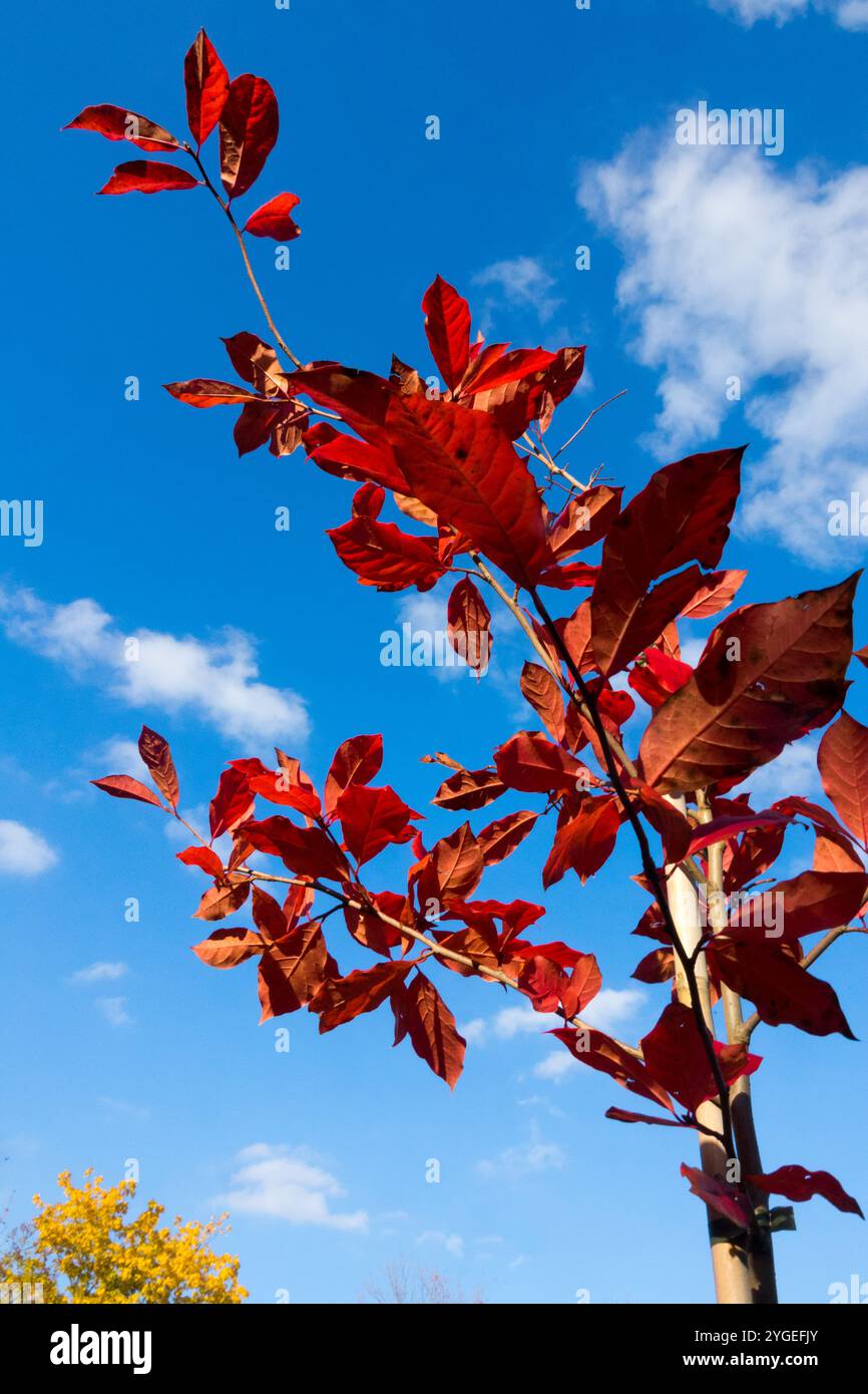 Black Gum Nyssa sylvatica "Jermyn's Flame" Cornaceae autunnali Foto Stock