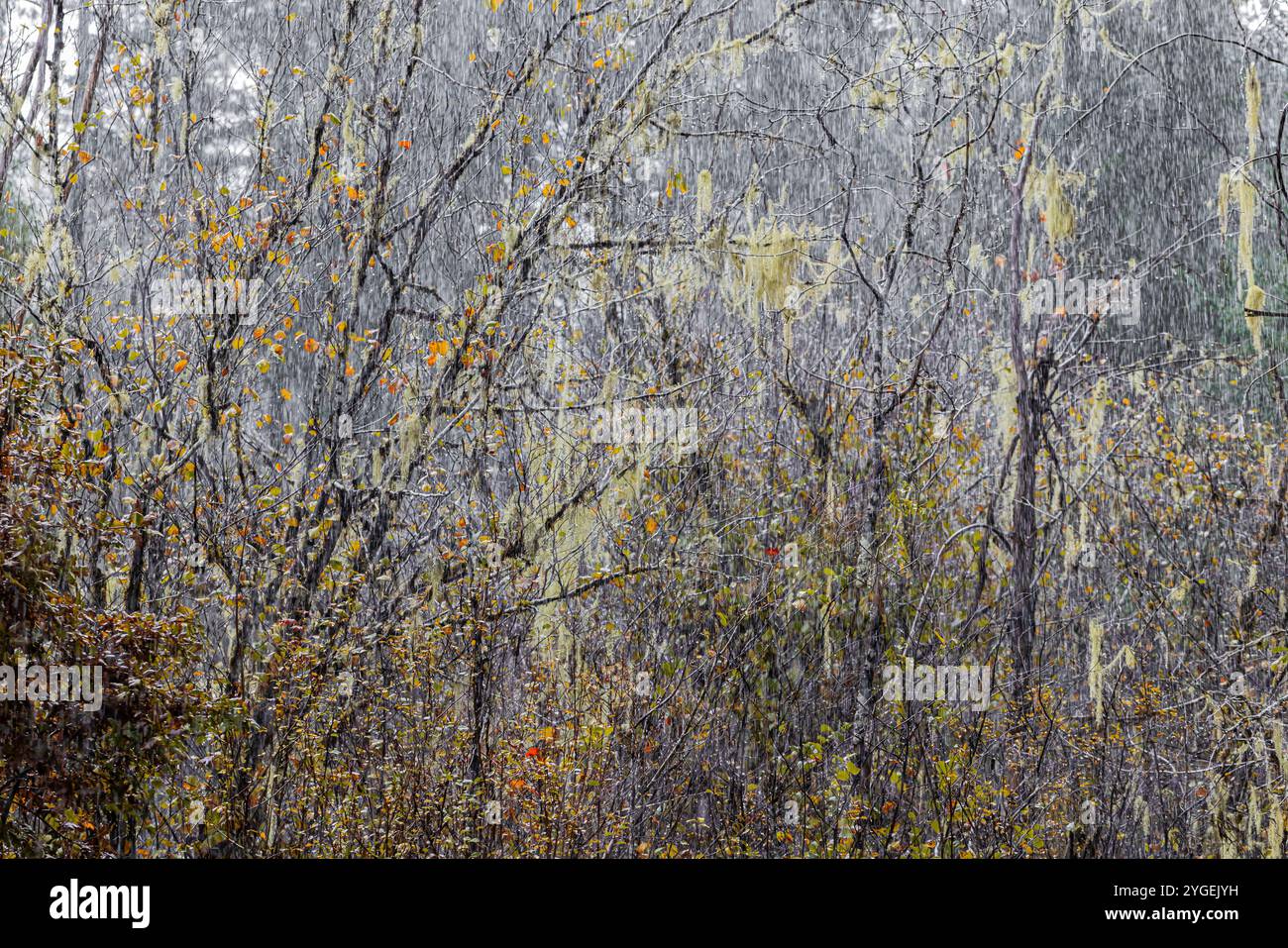 Pioggia intensa, retroilluminata dal sole, che cade su piccoli alberi ricoperti di barba di Methuselah, Usnea longissima, lichen nello Schafer State Park, nello stato di Washington Foto Stock