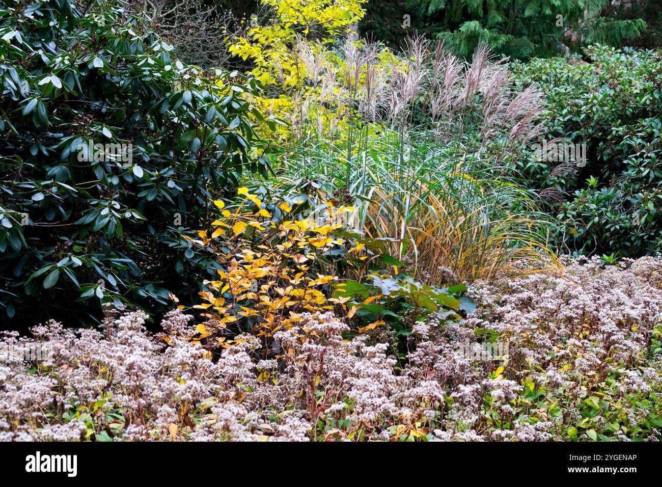 Giardino autunnale scenario di ottobre giardino Fothergilla gardenii Rododendro arbusti Fanciulla erba e foreground perenni Foto Stock