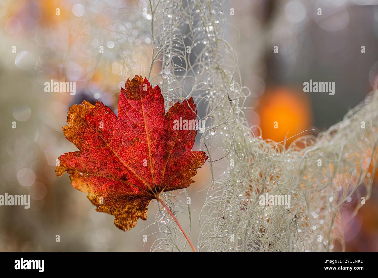 La barba di Methuselah, Usnea longissima, sotto la pioggia con foglie di acero della vite nello Schafer State Park, Washington State, USA Foto Stock