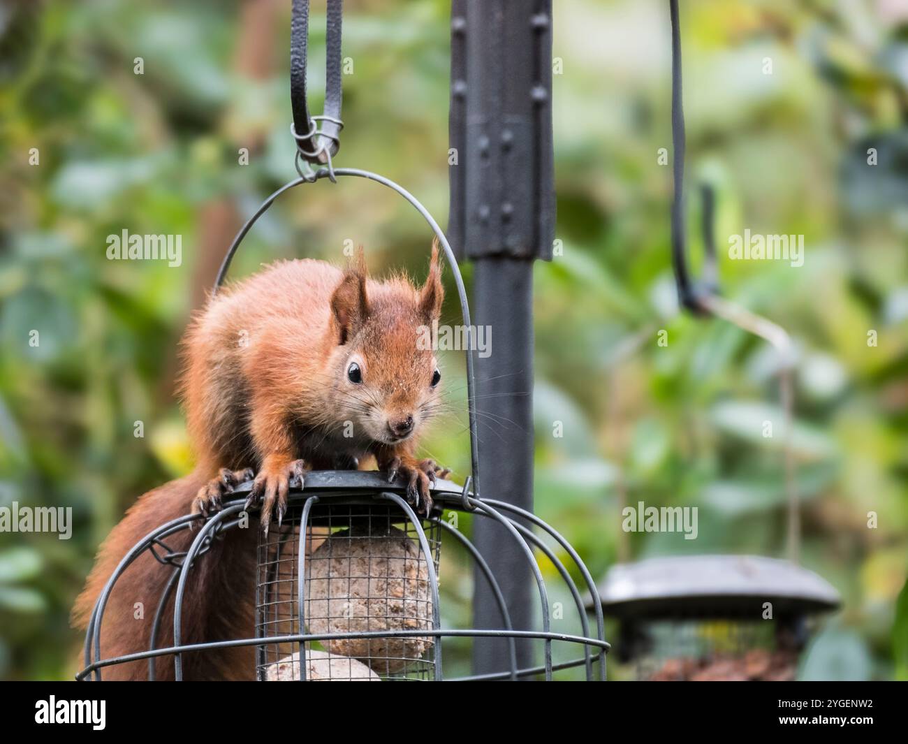 Uno scoiattolo rosso (Sciurus vulgaris) su un alimentatore a prova di scoiattolo appeso in un giardino domestico. Benllech, Isola di Anglesey, Galles, Regno Unito, Gran Bretagna Foto Stock