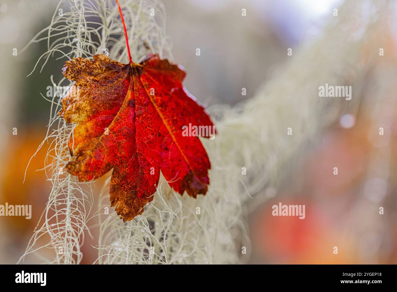 La barba di Methuselah, Usnea longissima, sotto la pioggia con foglie di acero della vite nello Schafer State Park, Washington State, USA Foto Stock