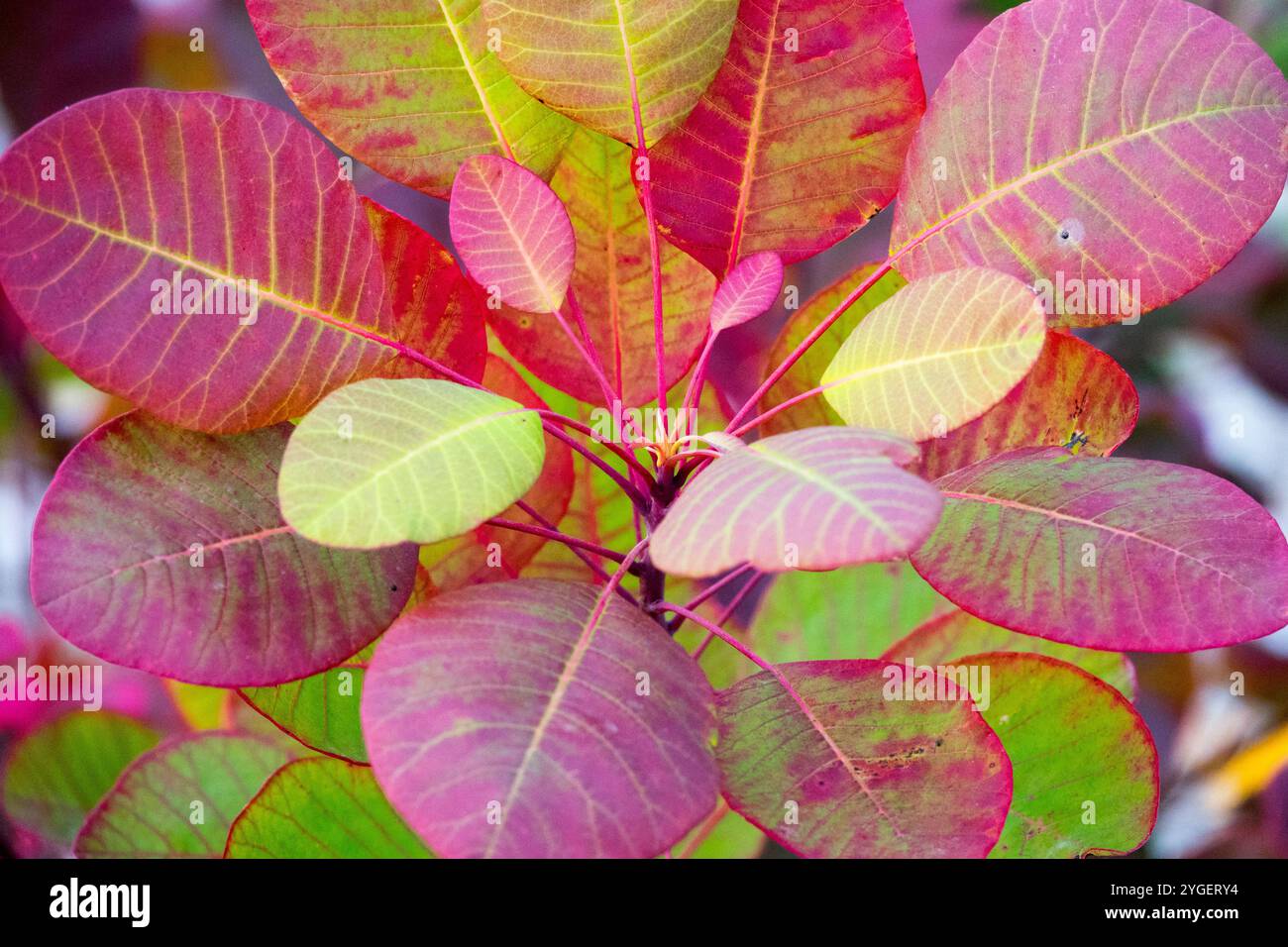 Foglie autunnali di American Smoke Tree Cotinus obovatus "Tulsa Lady" Foto Stock