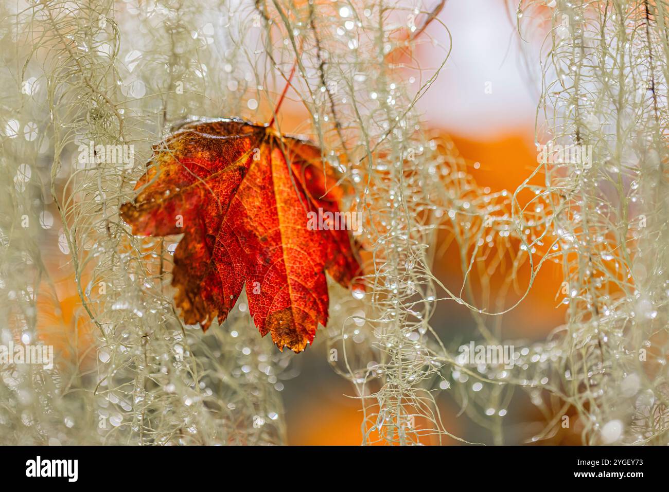 La barba di Methuselah, Usnea longissima, sotto la pioggia con foglie di acero della vite nello Schafer State Park, Washington State, USA Foto Stock