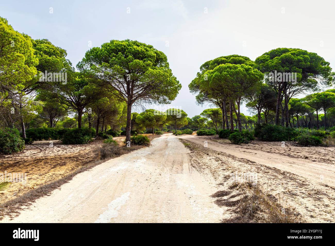 Pineta di Pinar del Roche, Cabo Roche, provincia di Cadice, Andalusia, Spagna Foto Stock