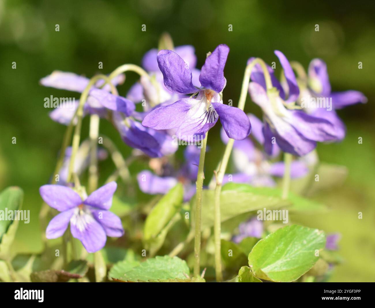 Viola riviniana fiori viola-cane che fioriscono in primavera Foto Stock
