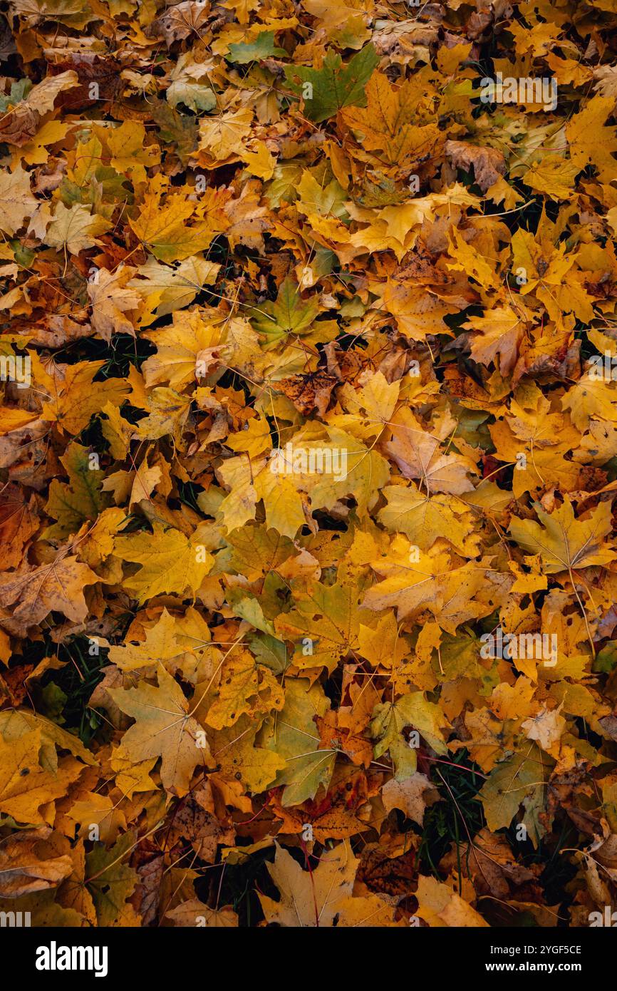 Un giorno autunnale in cui le foglie sono già cadute a terra. Le foglie formano un'affascinante coperta di colori che copre il terreno. Foto Stock