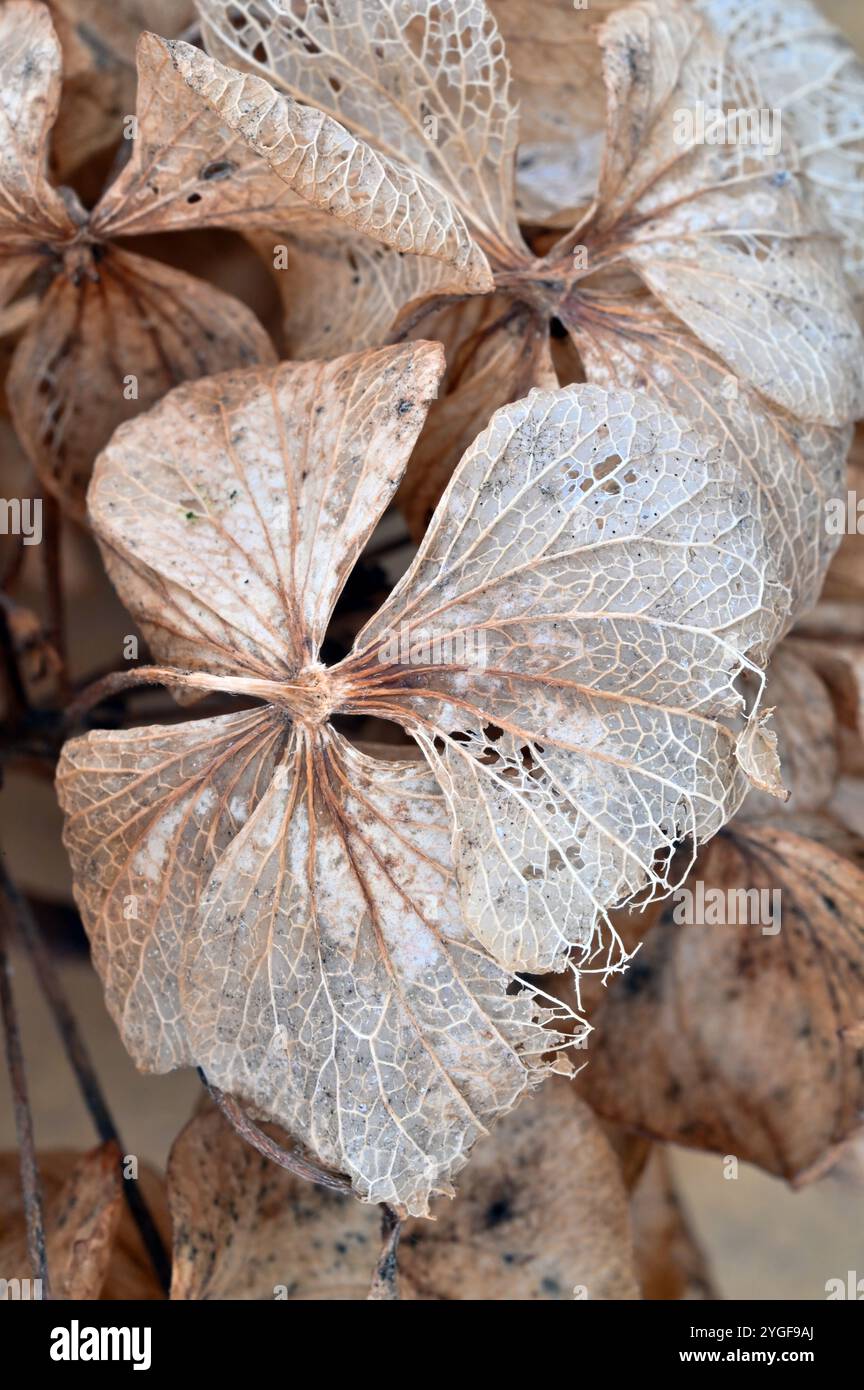 Dettaglio del fiore di Ortensia con fiori induriti a vene scheletriche pallide Foto Stock
