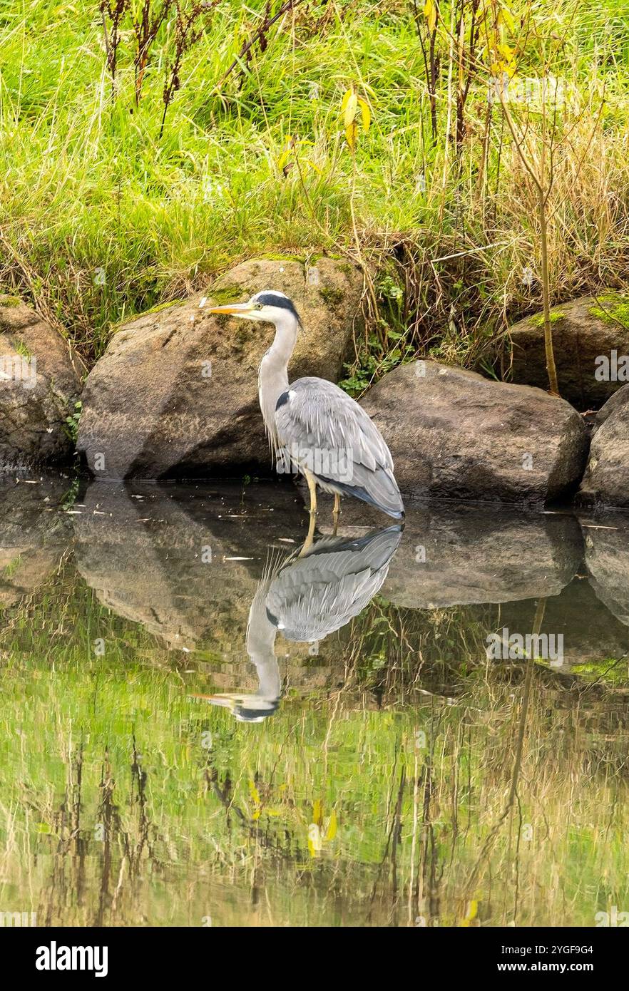 Ardea Cinerea guardarsi intorno per vedere se può prendere un pranzo, Edimburgo, Scozia, Regno Unito Foto Stock