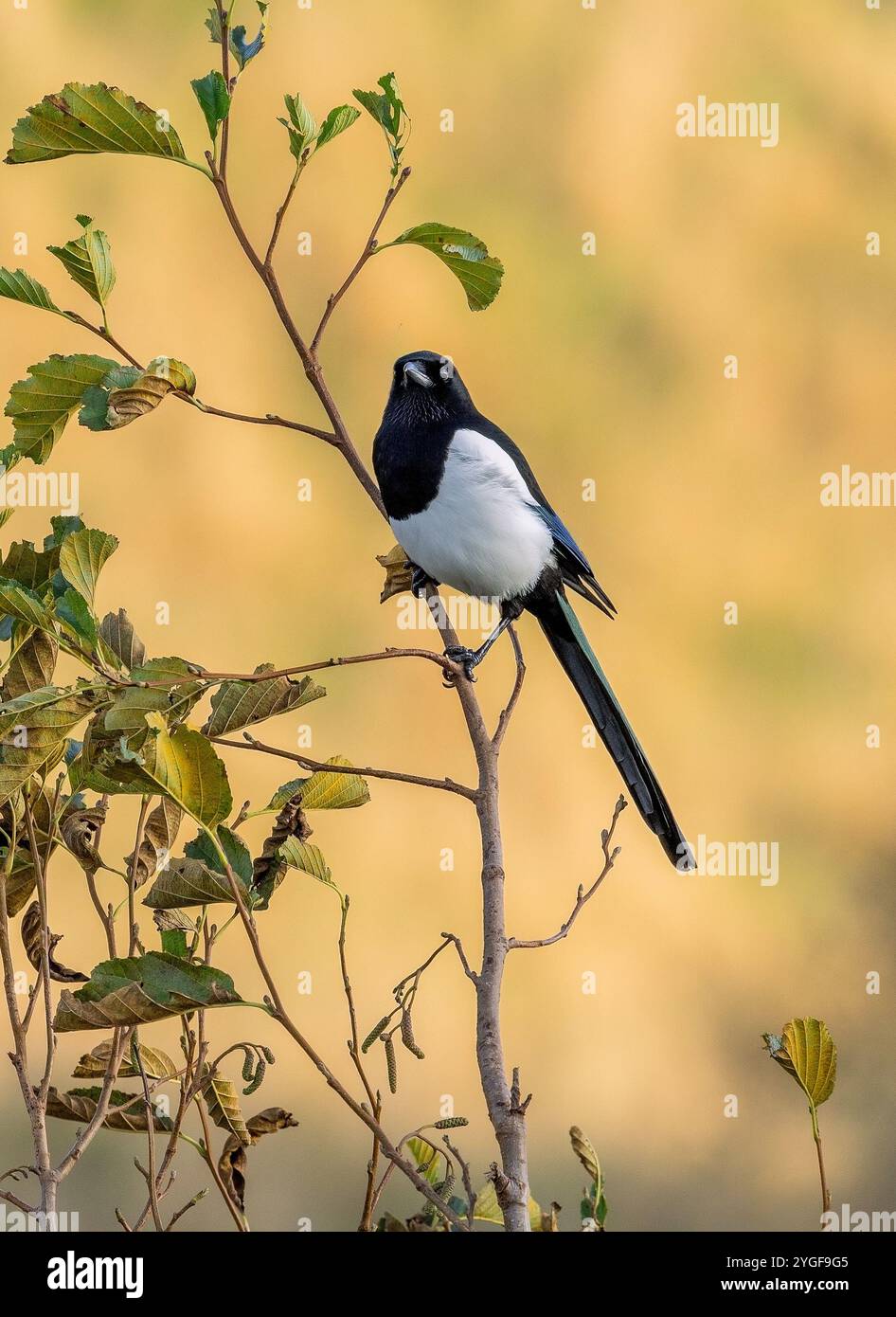 Corvidae si guarda intorno mentre si trova su un ramo d'albero a Dunsapie Loch, Edimburgo, Scozia, Regno Unito Foto Stock