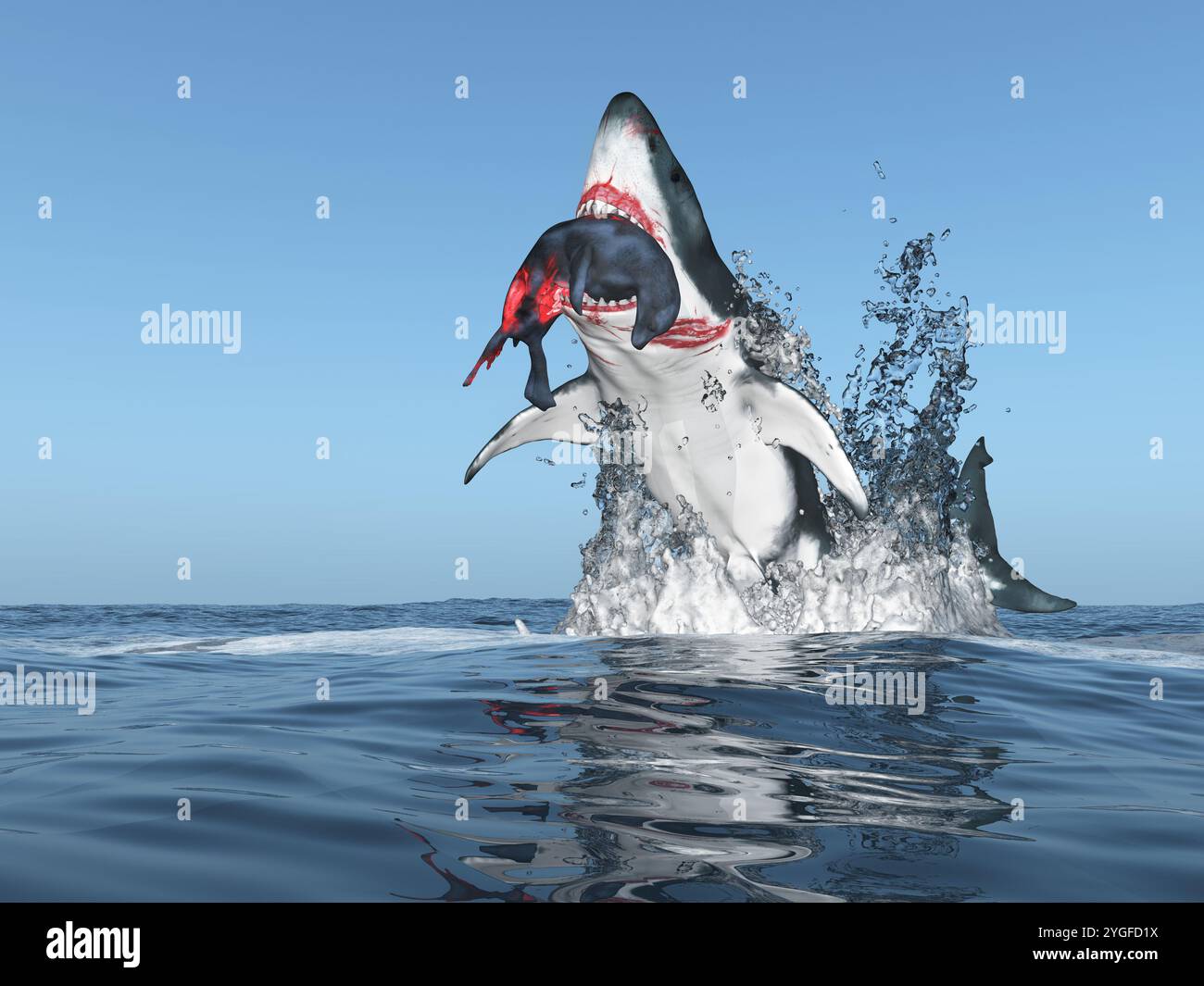 Grande squalo bianco con prede in bocca che saltano fuori dall'acqua Foto Stock