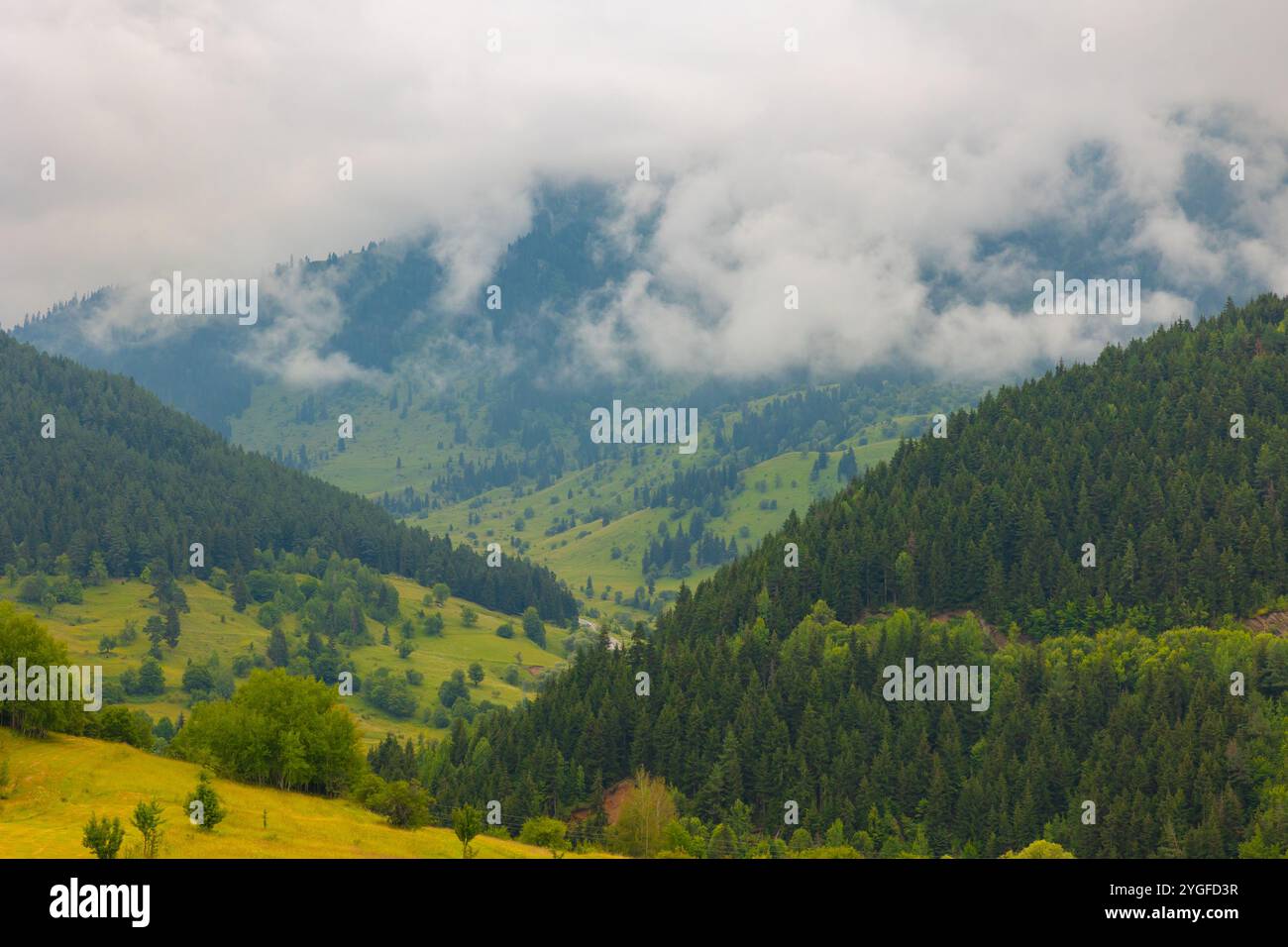 Il paesaggio delle montagne ricoperte da foreste umide con nebbia. Parco nazionale Karagol Sahara nel distretto di Savsat nella provincia di Artvin in Turchia. Foto Stock