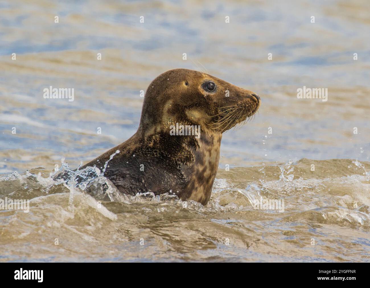 Una foca grigia (Halichoerus grypus) che mostra i suoi segni di incisione che giocano nel mare del Nord sulla costa del Norfolk. REGNO UNITO Foto Stock