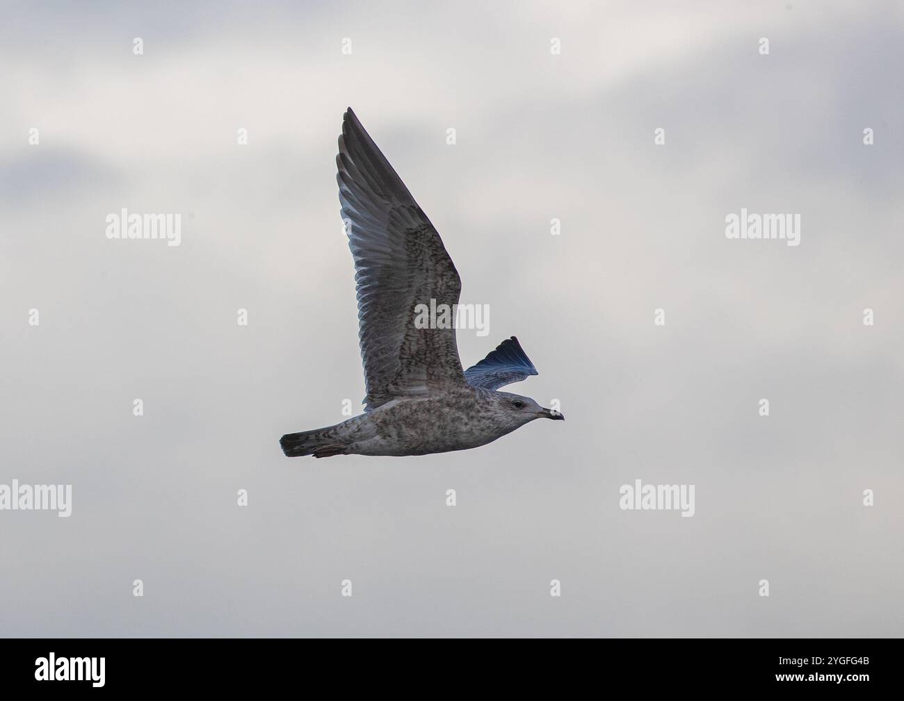 Un giovane gabbiano aringa (Larus argentatus) in volo Foto Stock