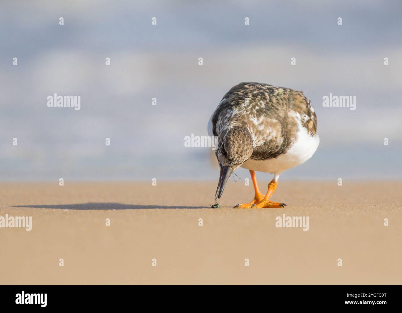 Foto dettagliata di un Turnstone (Arenaria interpres) in azione che ha trovato un succoso insetto per cena sulle sabbie dorate della Costa del Norfolk . REGNO UNITO Foto Stock