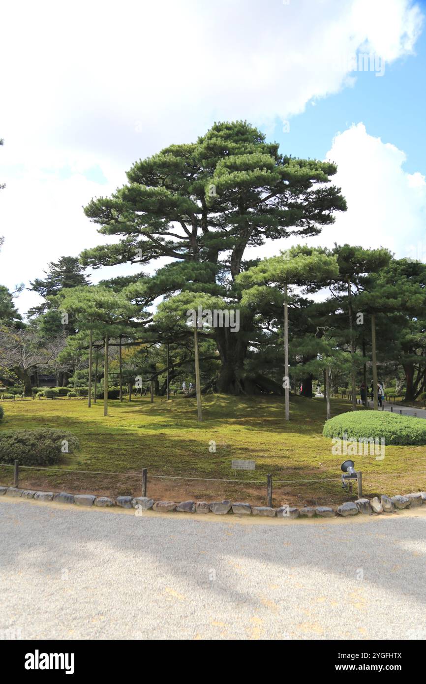 Pali e supporti nel giardino Kenrokuen, Kanazawa, Giappone, aiutano a mantenere eretti gli arti degli alberi storici. Foto Stock
