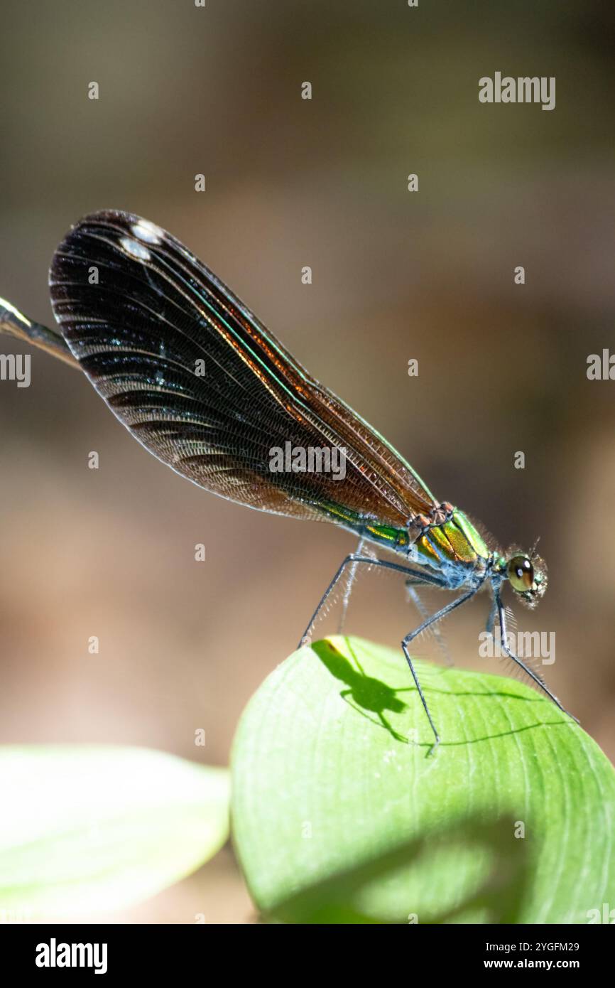 Damselfly (Zygoptera) su una foglia verde. Foto ravvicinata della damigella. Entomologia. Idea di insetti. Foto verticale. Niente persone, nessuno. Natura. Foto Stock
