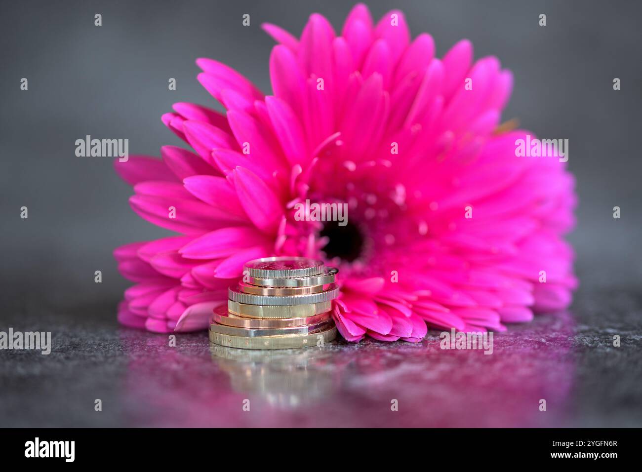 Sterling Coins, sua altezza reale Re Carlo III, in piedi su un top nero riflettente con un fiore rosa di Gerbera Foto Stock