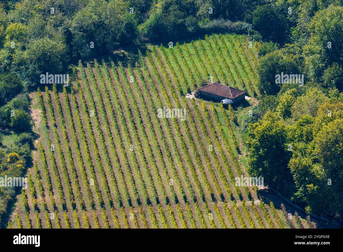 Casa isolata nel vigneto: Fotografia aerea di droni sui campi verdi in un giorno di sole Foto Stock