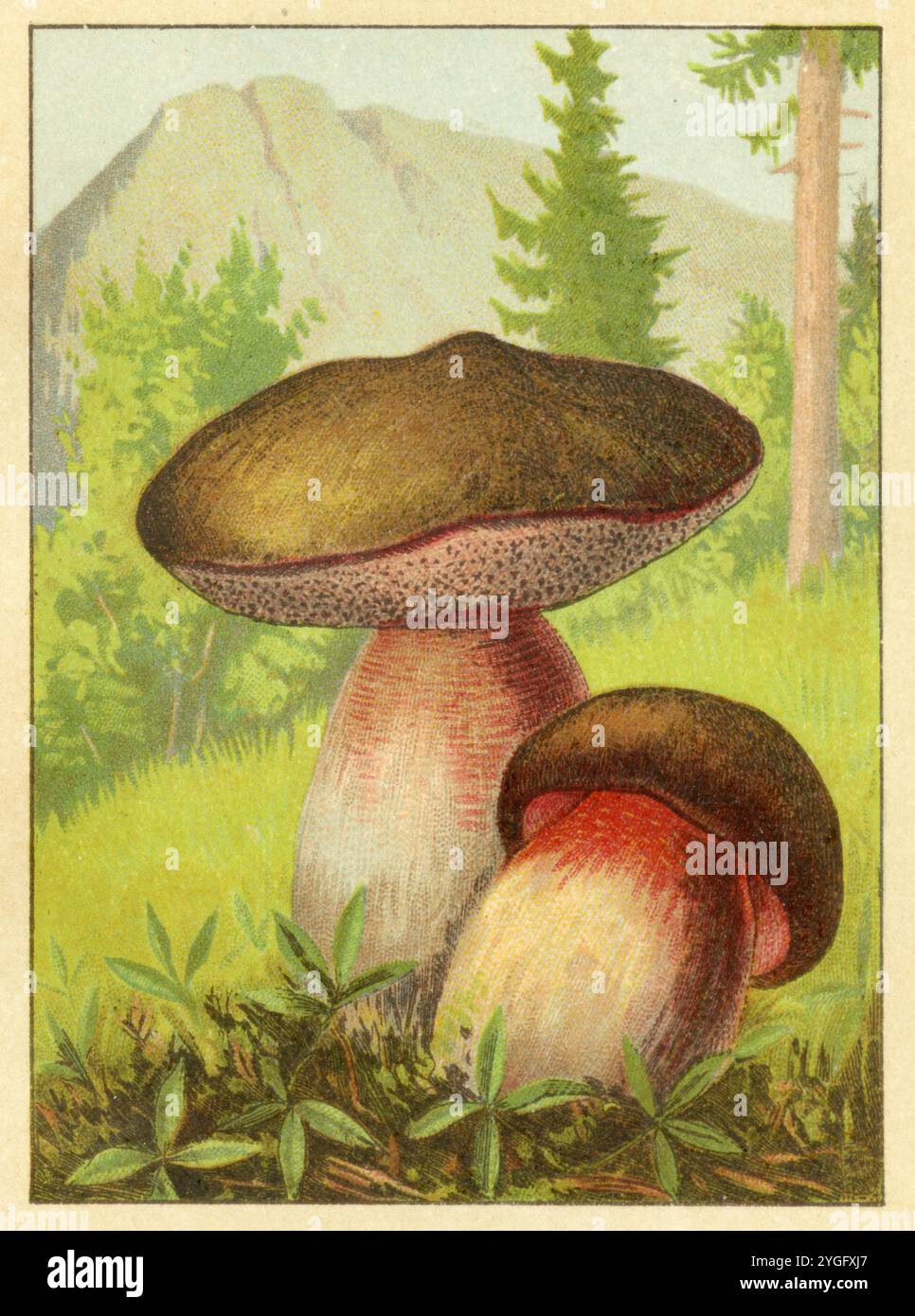 Lurid bolete Suillellus luridus, (libro di identificazione, 1917), Netzstieliger Hexen-Röhrling Foto Stock