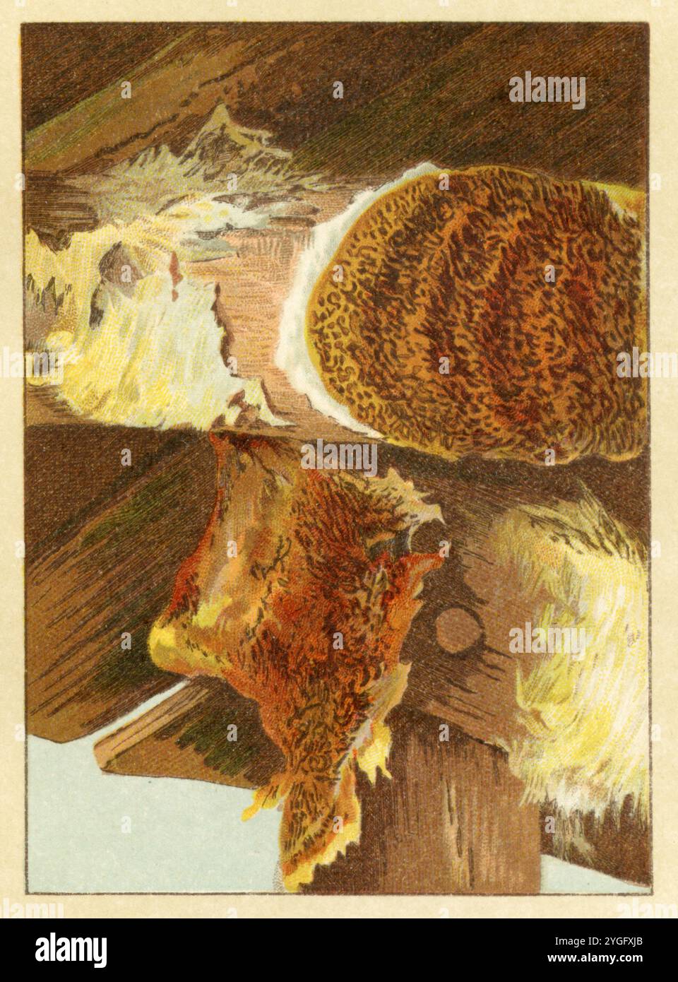 Marciume secco Serpula lacrymans, (libro di identificazione, 1917), Echter Hausschwamm Foto Stock