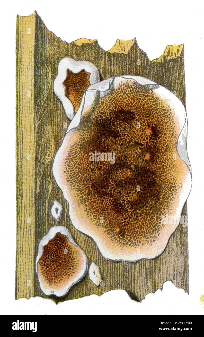 Dry rot Serpula lacrymans (libro botanico, 1909), Echter Hausschwamm Foto Stock