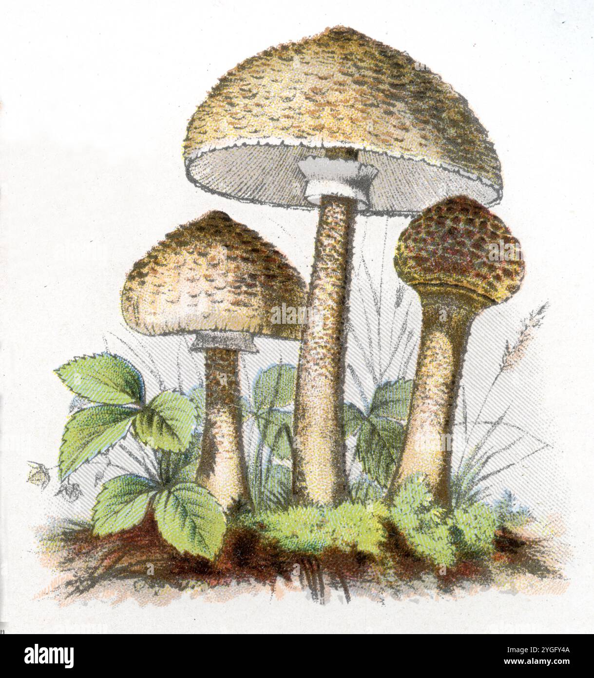 parasol fungo Macrolepiota procera, (libro botanico, 1909), Parasol Foto Stock