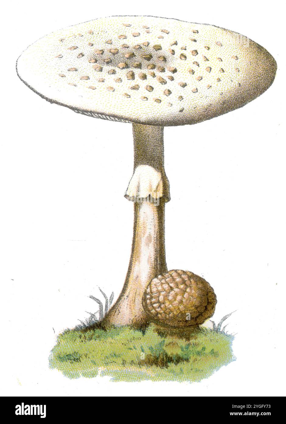 Cappellino di morte Amanita phalloides, (libro di botanica, 1909), Grüner Knollenblätterpilz Foto Stock