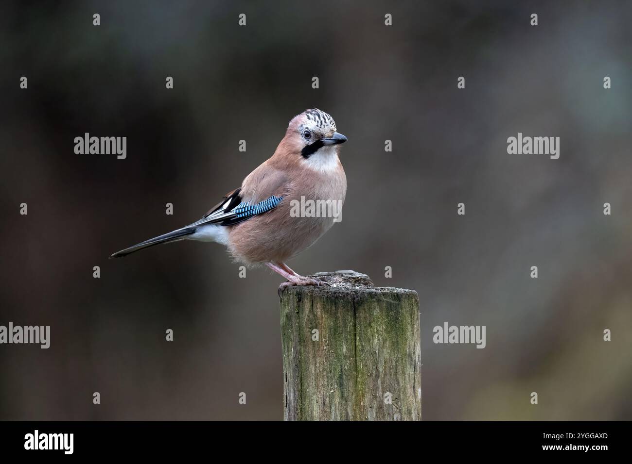 Glandarius Jay-Garrulus. Foto Stock