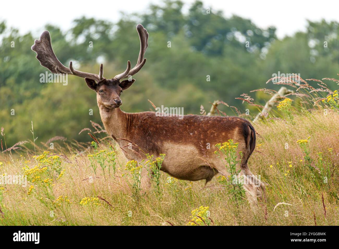 Un cervo europeo di colore marrone presso l'"Amsterdamse waterleiding duinen" Foto Stock