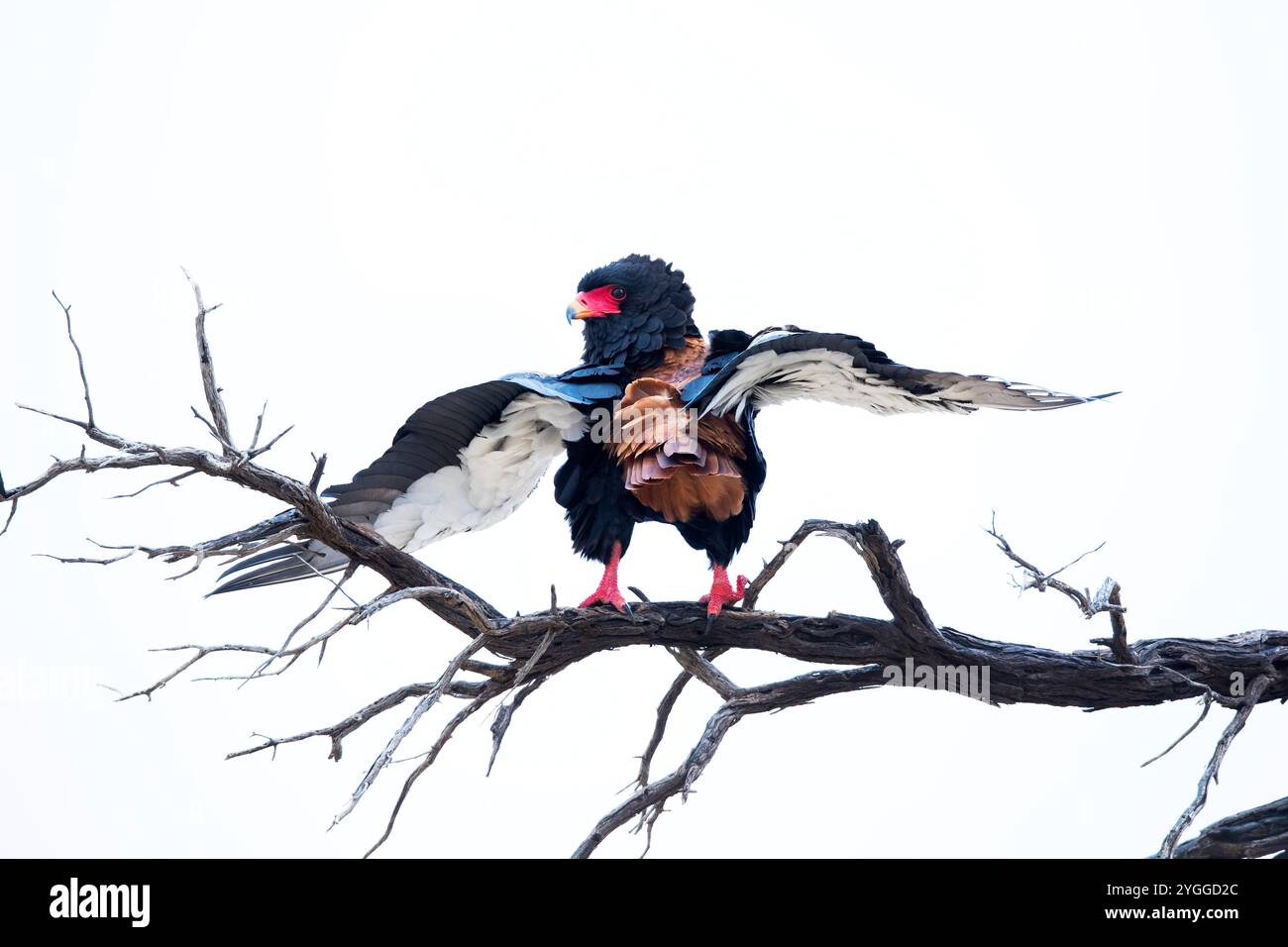 Bateleur Eagle, Kgalagadi Transborder Park, Sudafrica Foto Stock