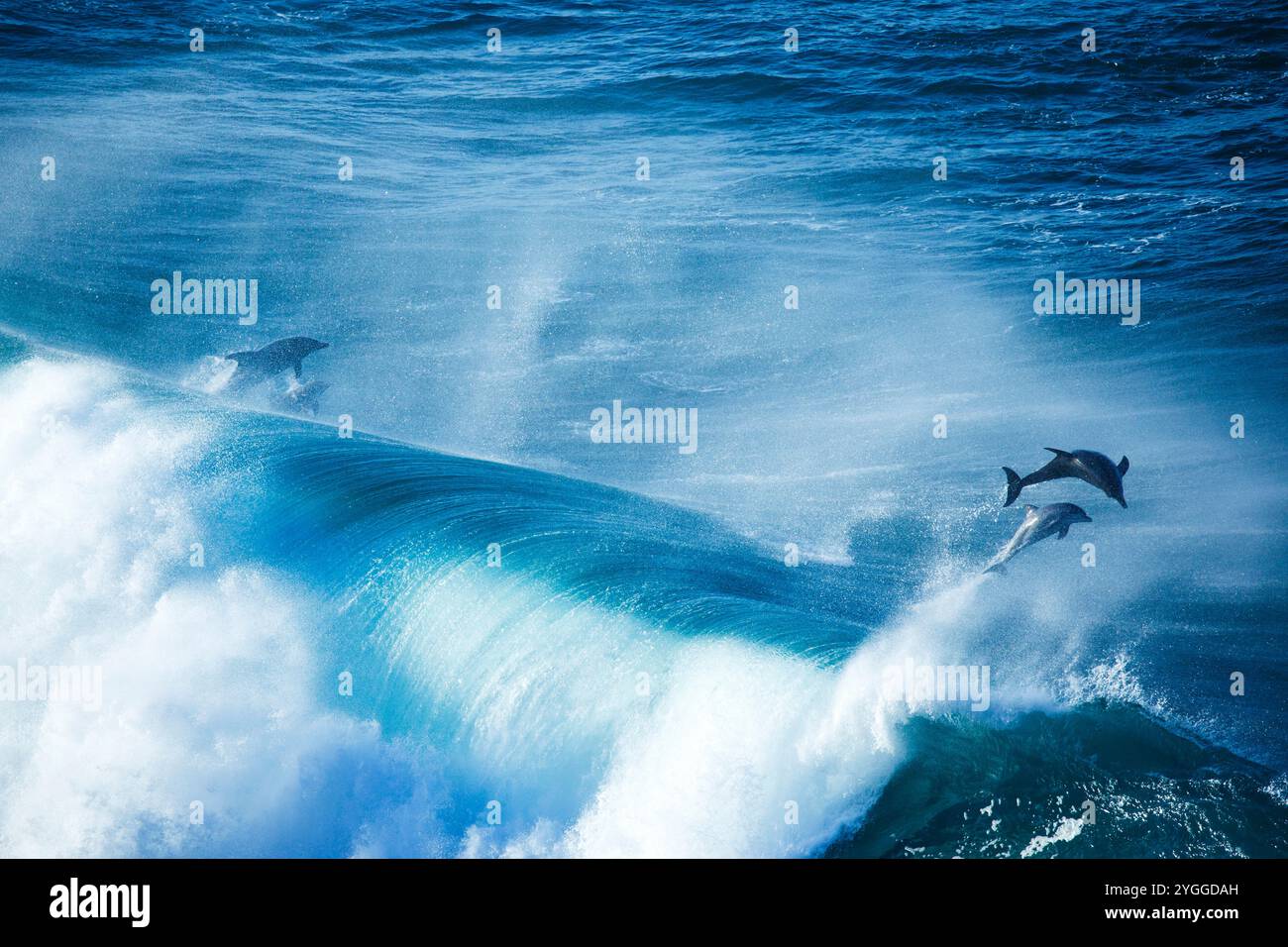 Delfino tursiope, Garden Route, Sud Africa Foto Stock