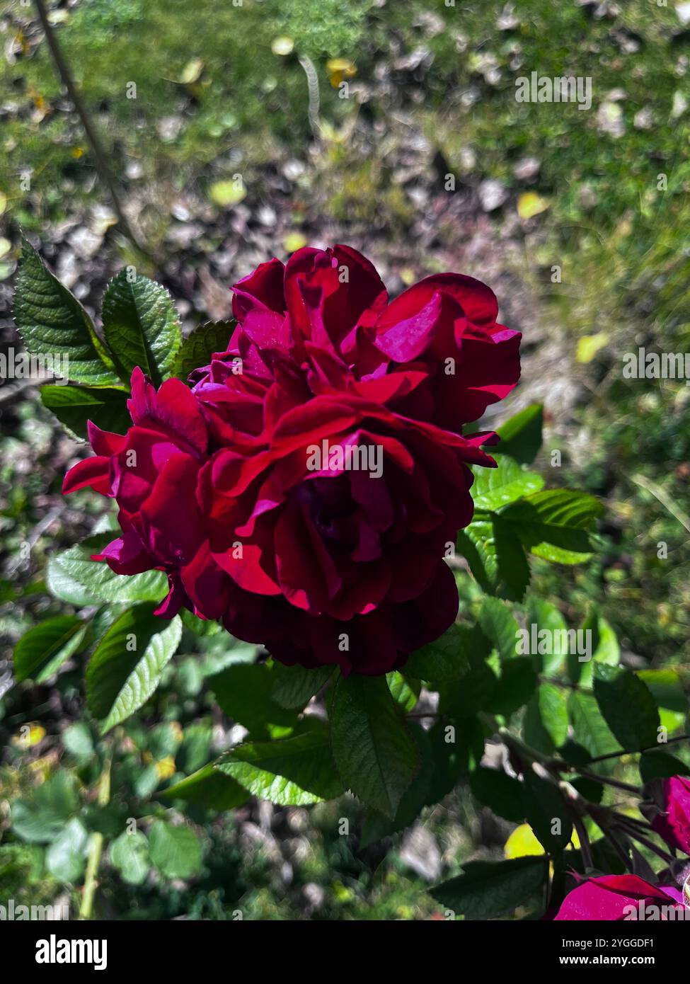 Semplice Rose - Immagine stock catturata con smartphone