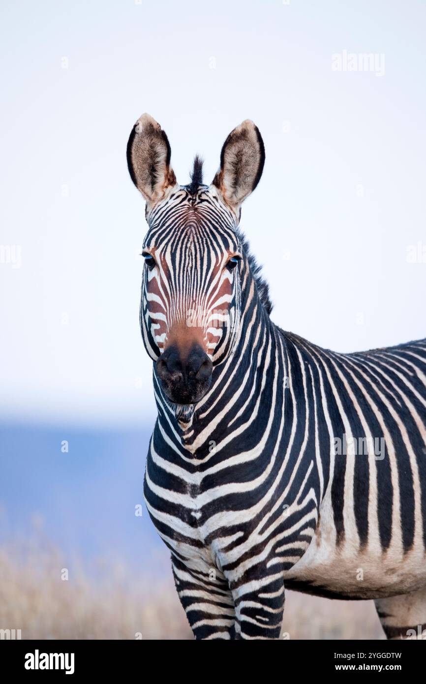 Mountain Zebra, Mountain Zebra National Park, Sudafrica Foto Stock