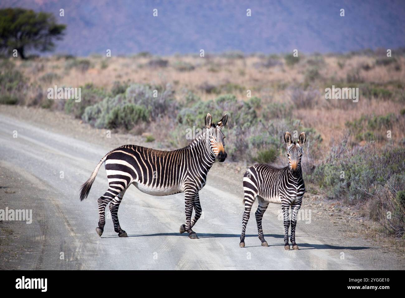 Mountain Zebra, Mountain Zebra National Park, Sudafrica Foto Stock