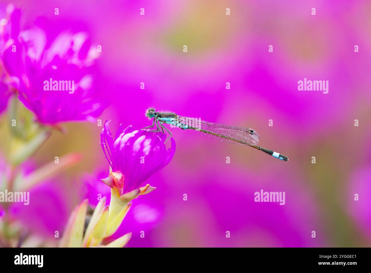 Damselfly su Sour Fig Flower, Garden Route, Sud Africa Foto Stock