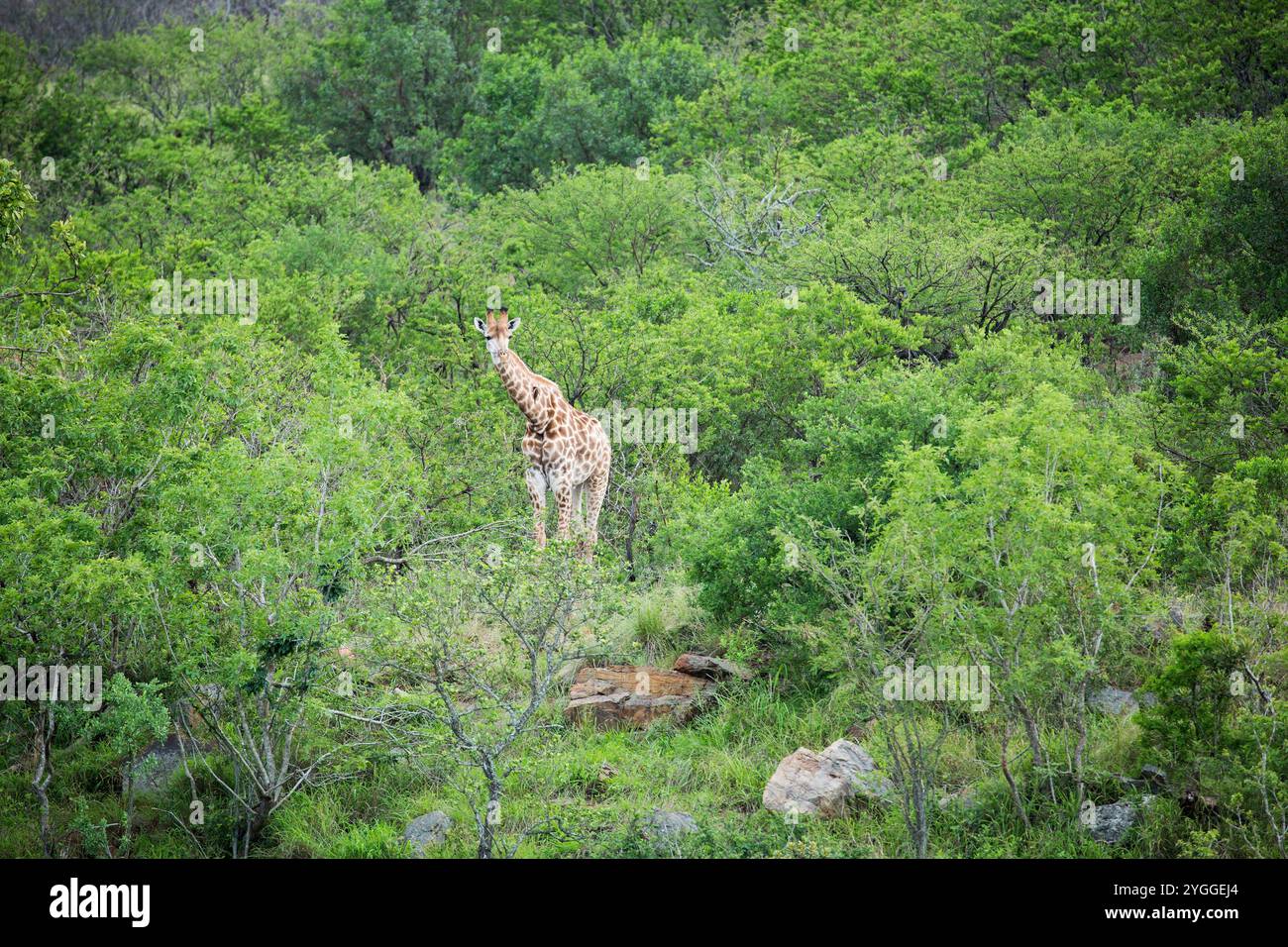 Giraffa nel bosco, Itala Game Reserve, Sudafrica Foto Stock