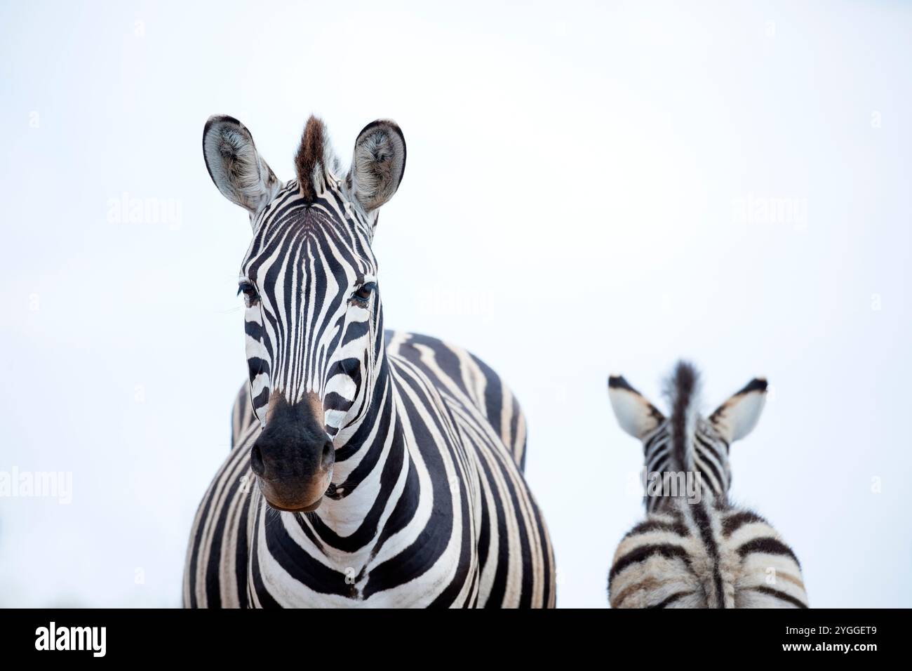 Zebra Portrait, Addo Elephant National Park, Sudafrica Foto Stock