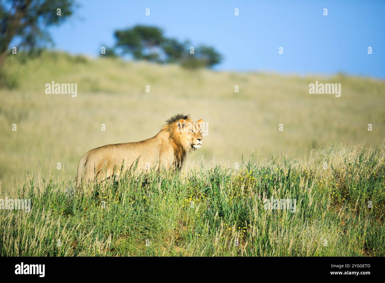 Leonessa in erba verde alta, Kgalagadi Transborder Park, Sudafrica Foto Stock