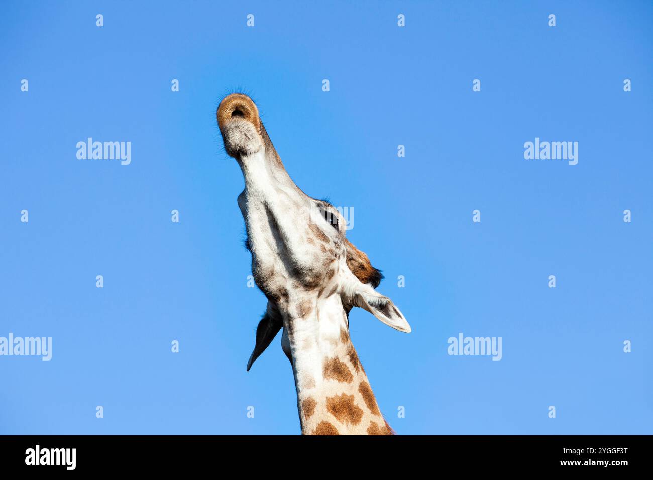 Giraffa, Itala Game Reserve, Sudafrica Foto Stock