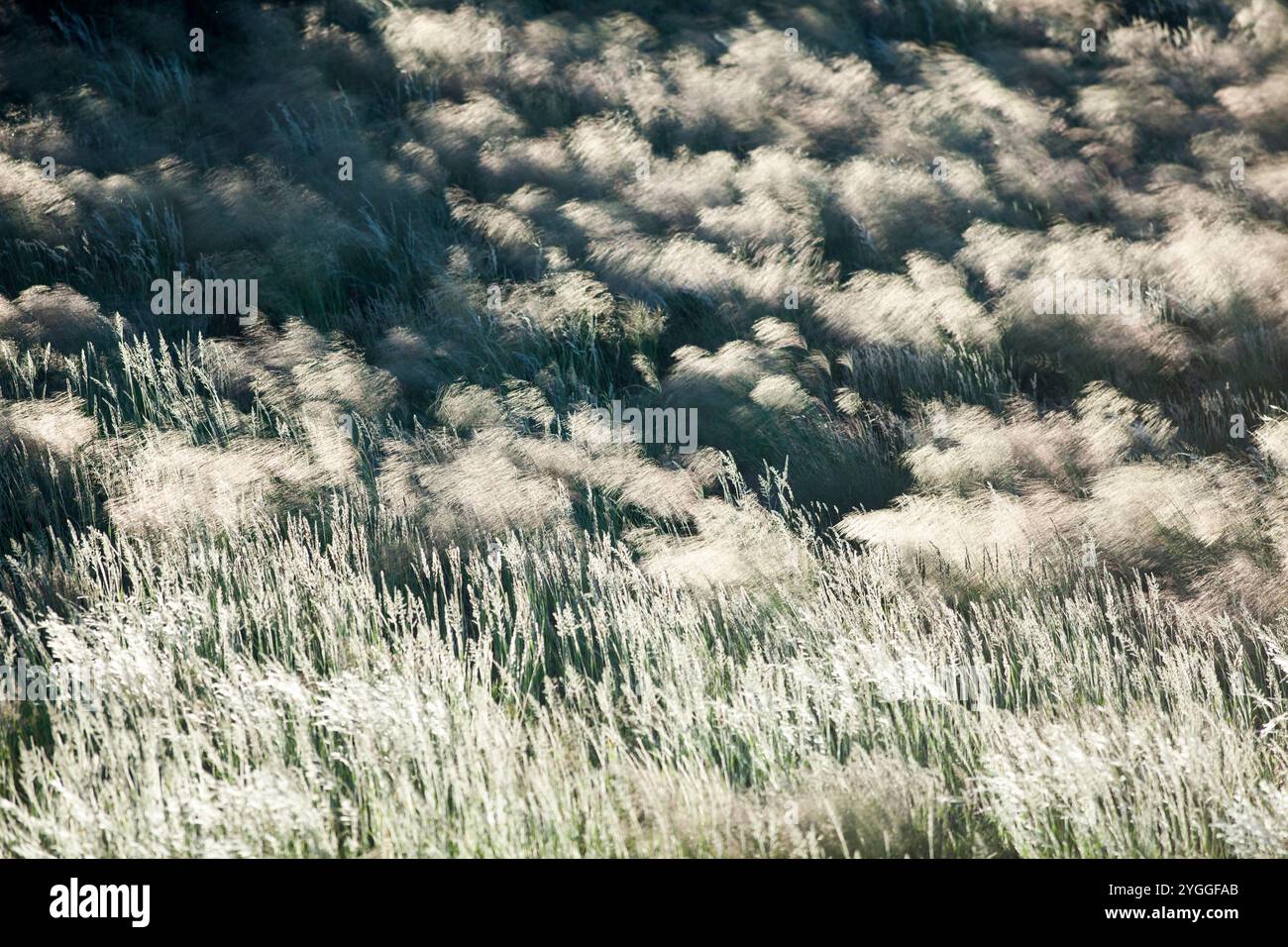 Erba estiva, Kgalagadi Transborder Park, Sudafrica Foto Stock