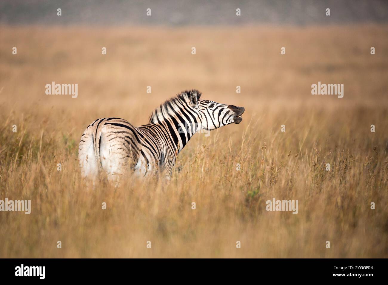 Zebra starnuti, Itala Game Reserve, Sudafrica Foto Stock