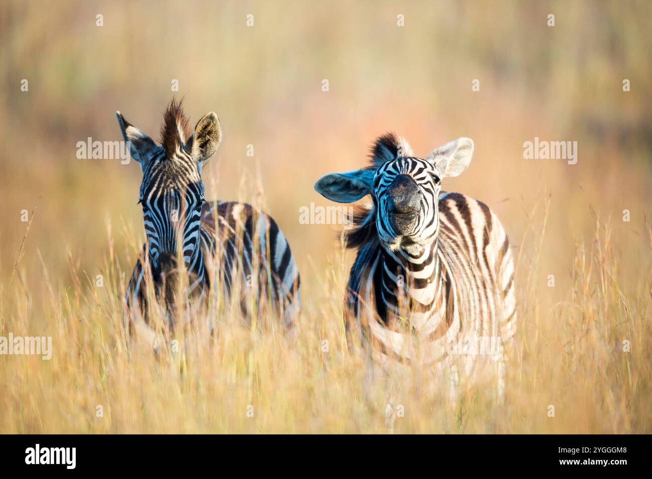 Zebra Shaking Head, riserva naturale di Rietvlei, Sudafrica Foto Stock