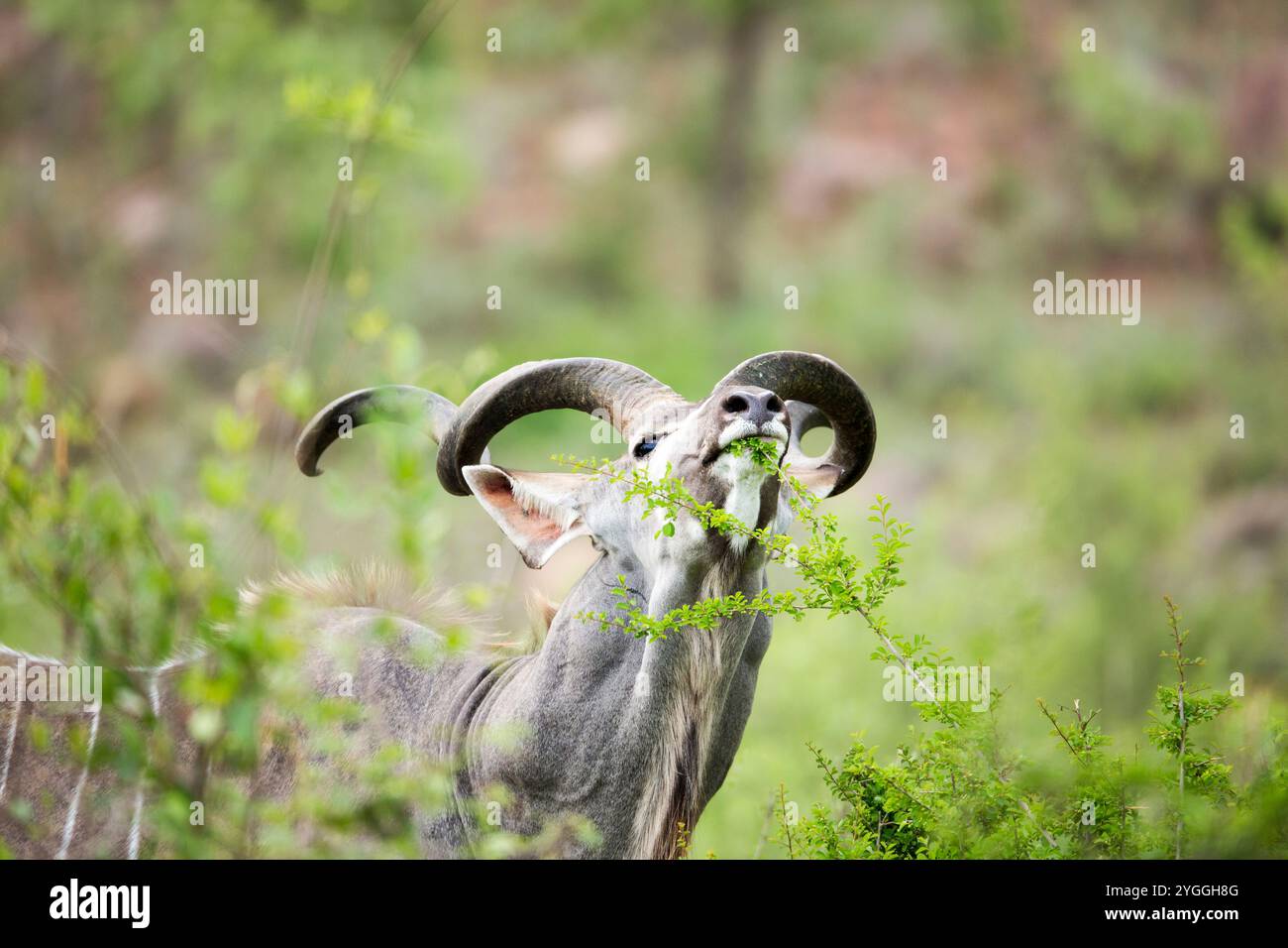 Kudu, Kruger National Park, Sud Africa Foto Stock